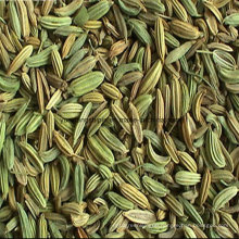 Fennel Seeds Best Price